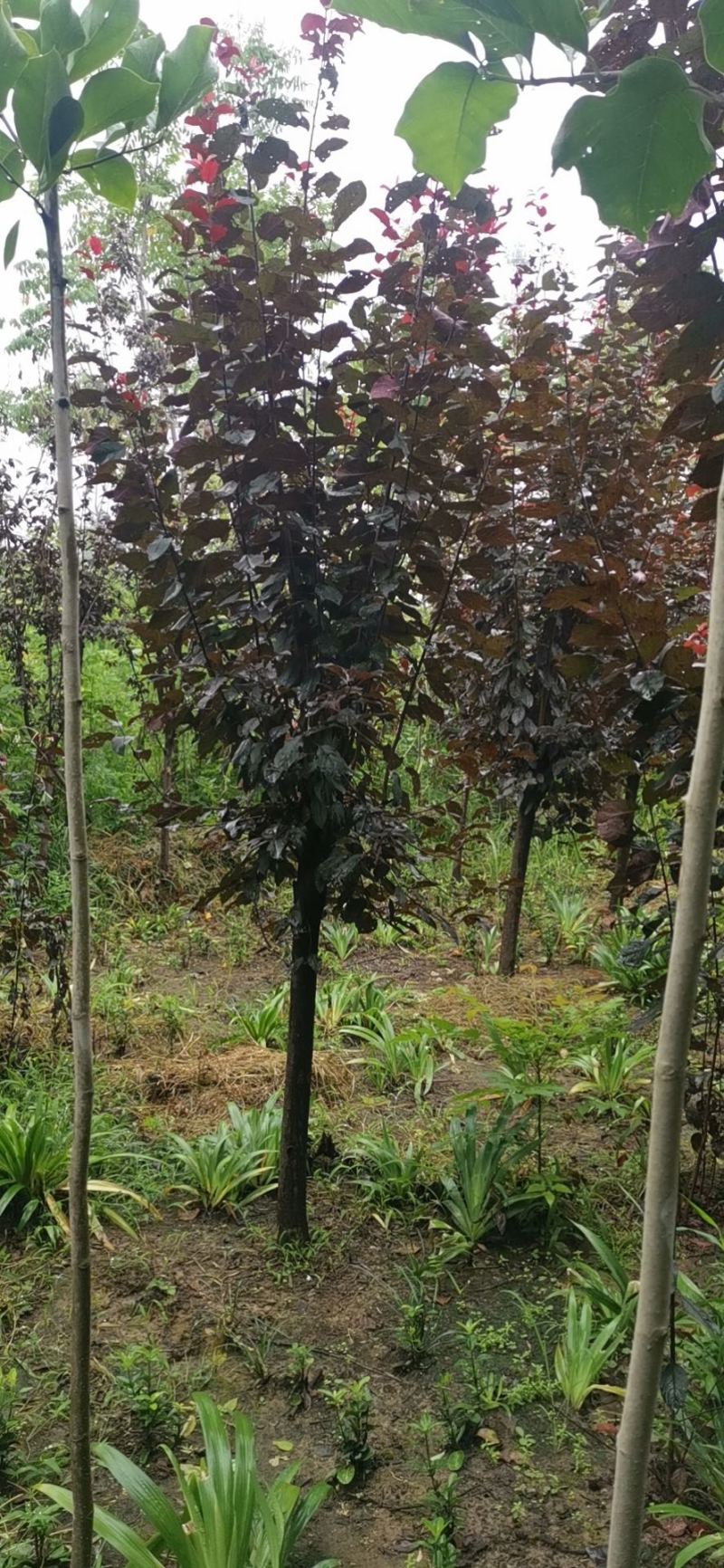 8公分红叶李基地，10公分紫叶李批发，量大价优