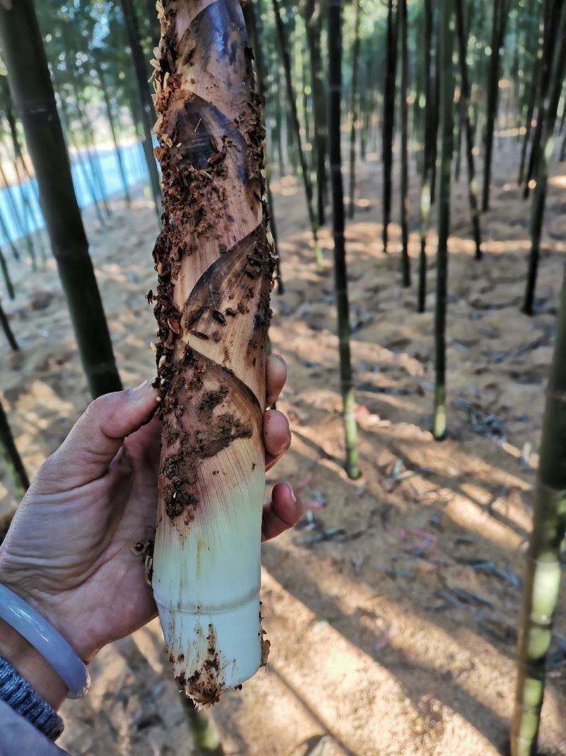 新鲜竹笋早园笋惊雷笋产地直供量大从优全国发