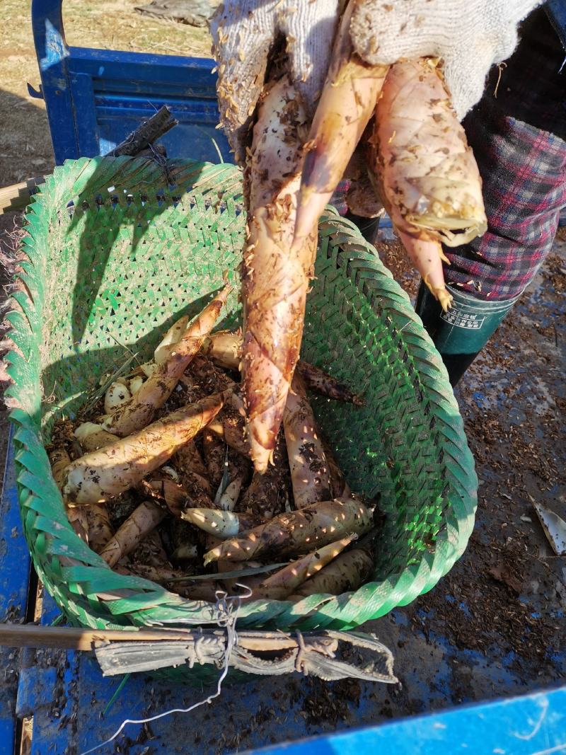 新鲜竹笋早园笋惊雷笋产地直供量大从优全国发