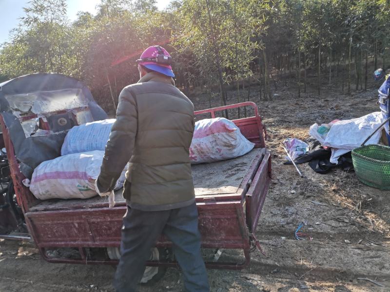 新鲜竹笋早园笋惊雷笋产地直供量大从优全国发