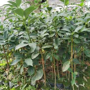 东荣种八角嫁接苗