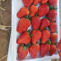 99草莓大量现货强烈建议采购商来实地考察挑选