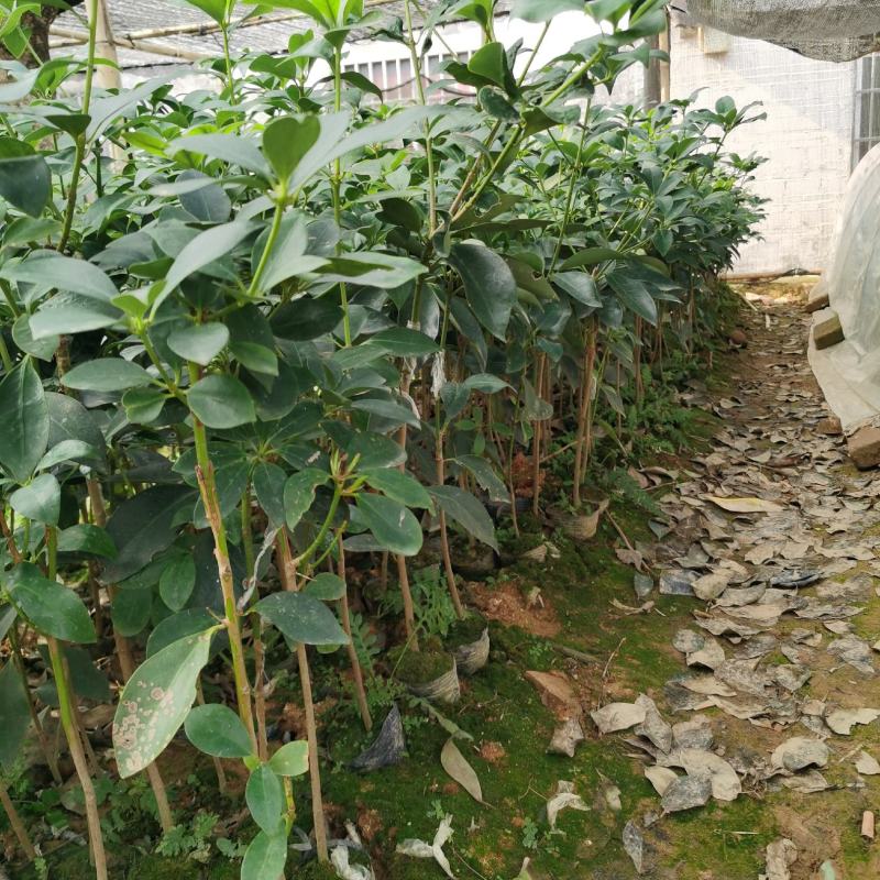 东荣种八角嫁接苗