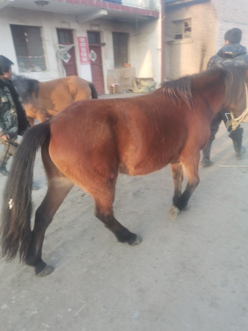 牛犊杂交牛土牛西门塔各种各样的小牛犊