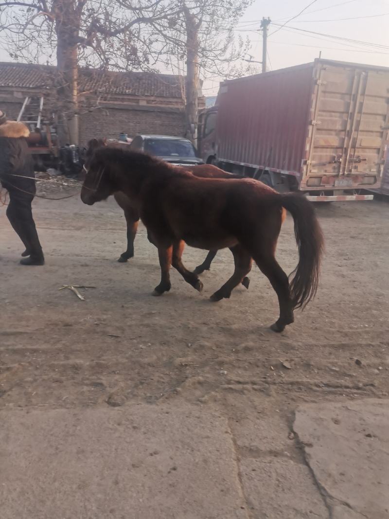 牛犊杂交牛土牛西门塔各种各样的小牛犊
