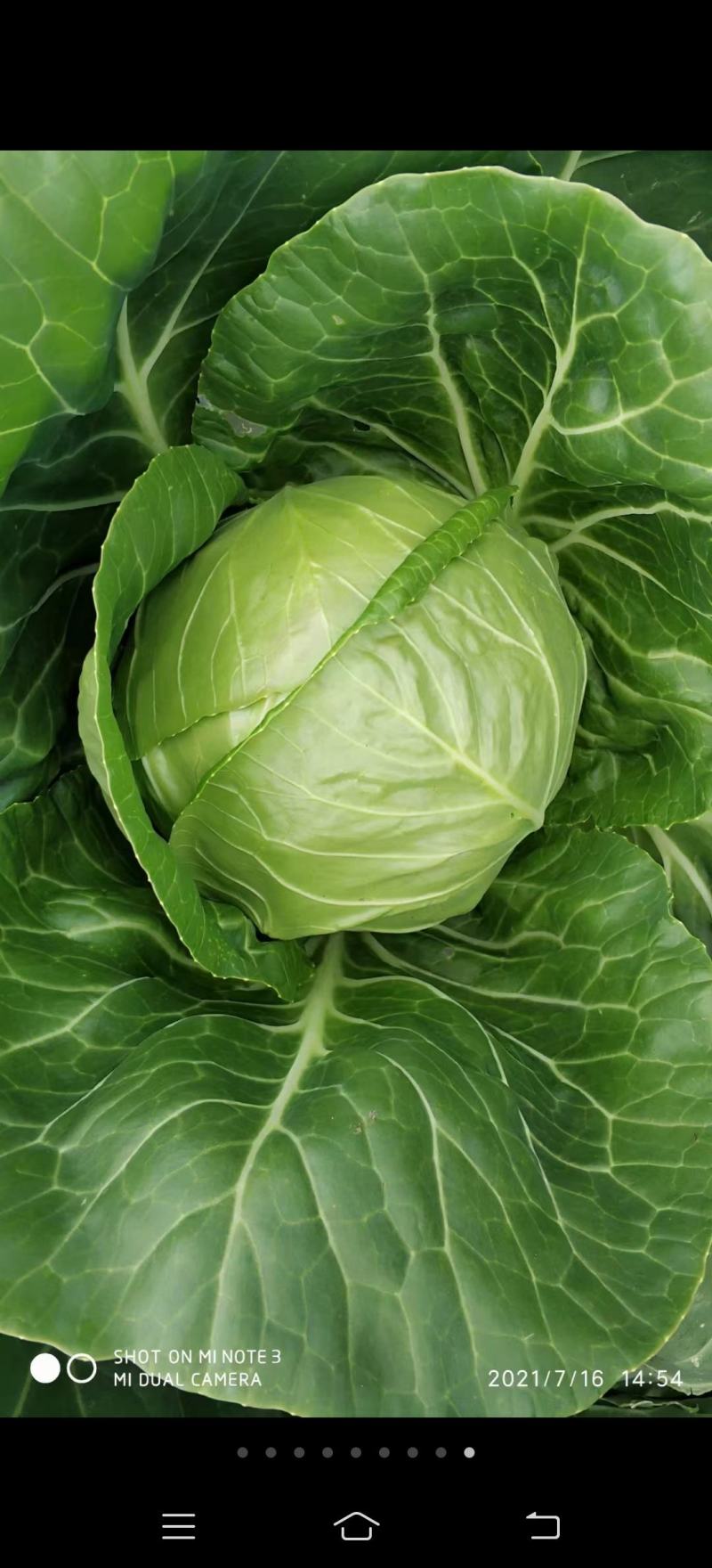 甘蓝苗！卷心菜苗！包头菜苗！约冬！早春！可提前预订！量大