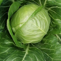 甘蓝苗！卷心菜苗！包头菜苗！约冬！早春！可提前预订！量大
