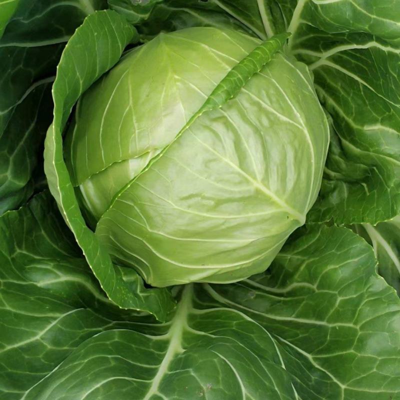 甘蓝苗！卷心菜苗！包头菜苗！约冬！早春！可提前预订！量大