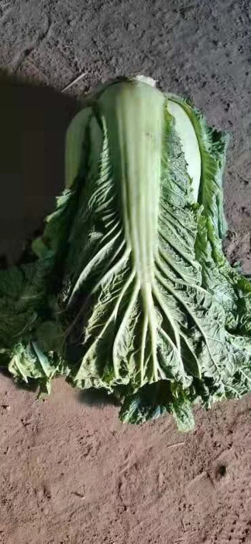 北京三号大白菜大量供应！！