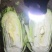 北京三号大白菜大量供应！！