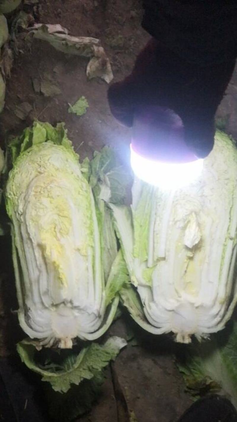 北京三号大白菜大量供应！！
