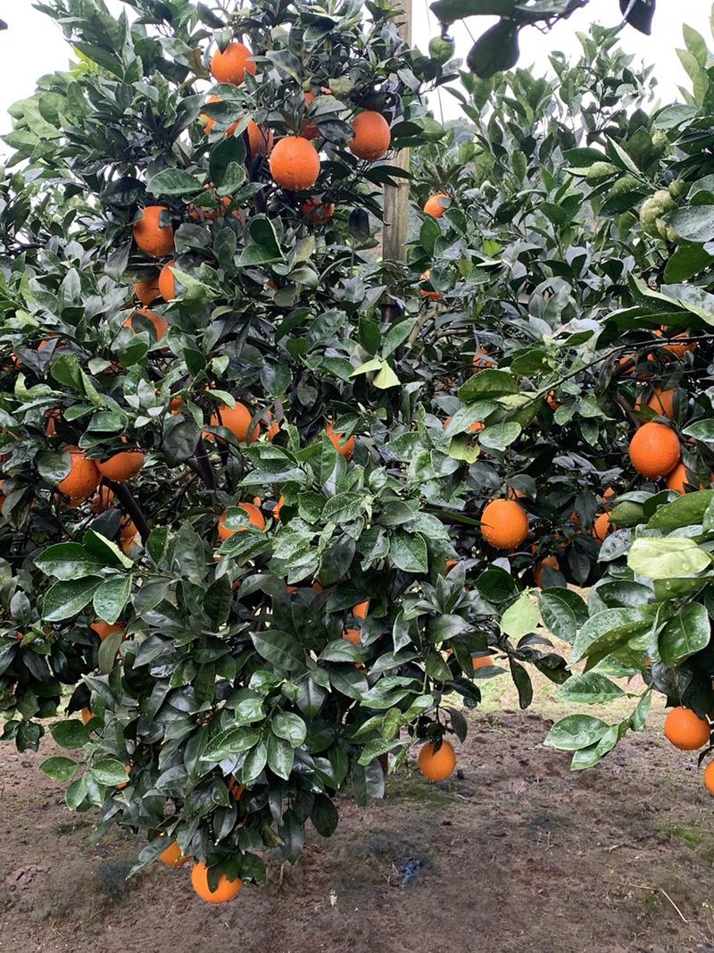 福建宁德橙子纽荷尔脐橙产地直发货量充足量大从优