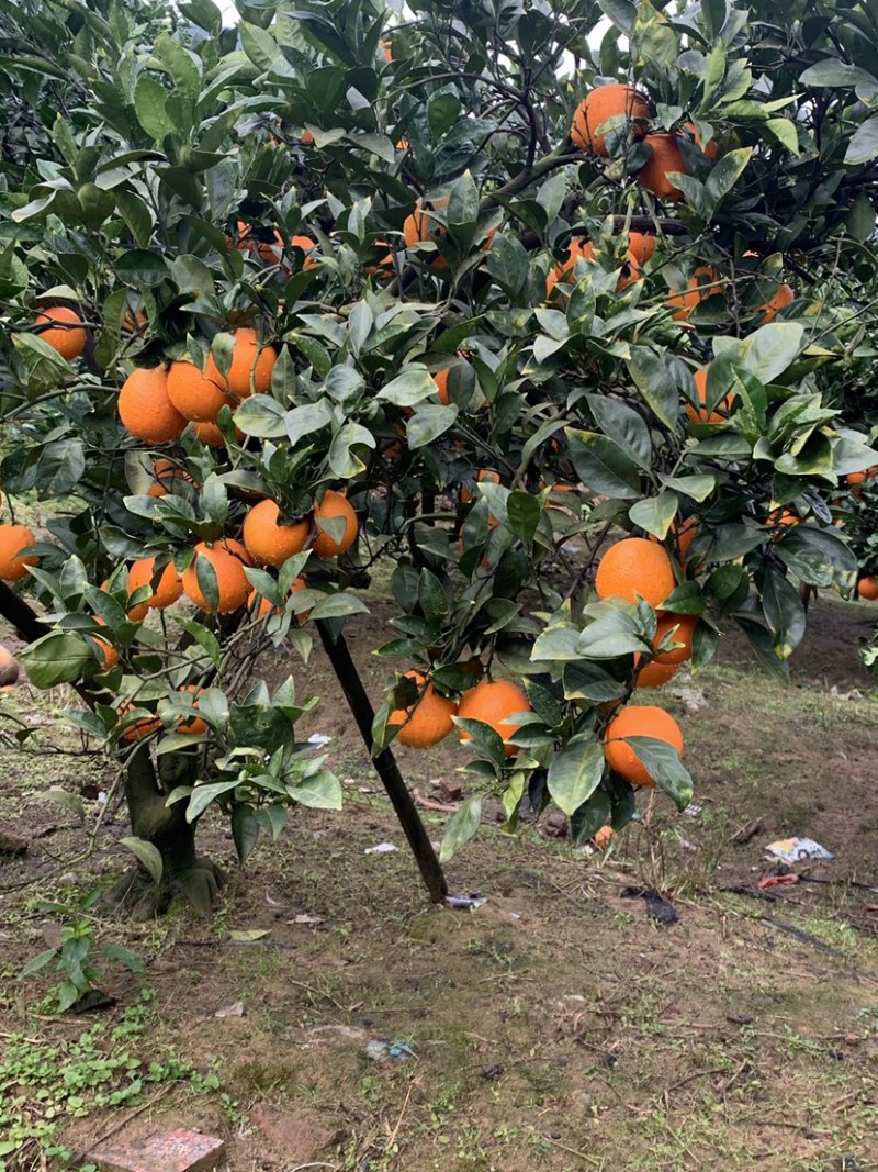 福建宁德橙子纽荷尔脐橙产地直发货量充足量大从优