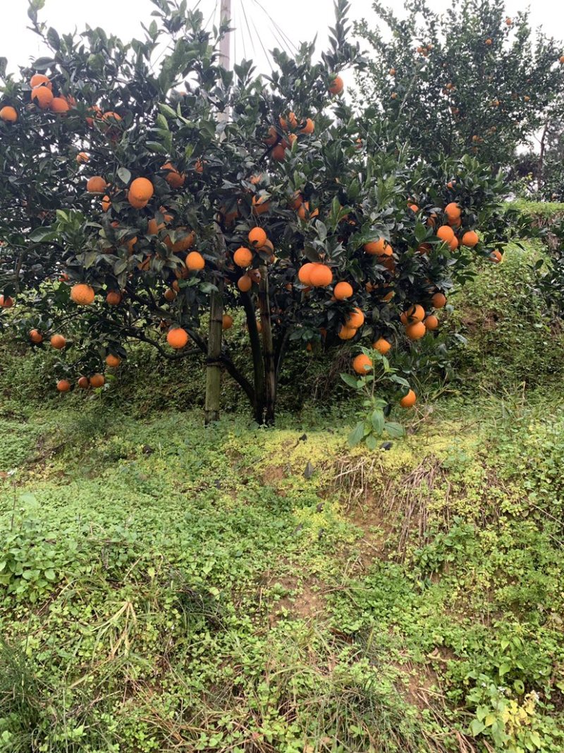 福建宁德橙子纽荷尔脐橙产地直发货量充足量大从优