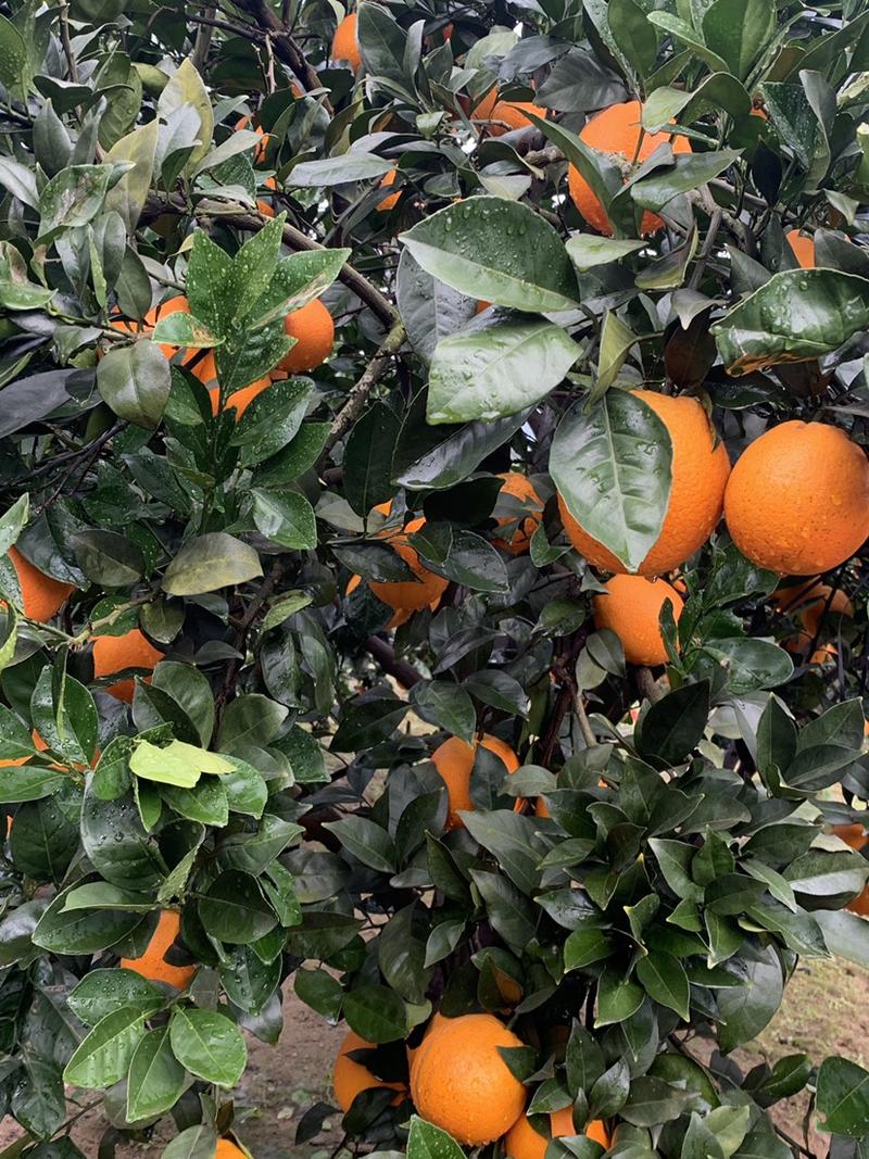 福建宁德橙子纽荷尔脐橙产地直发货量充足量大从优