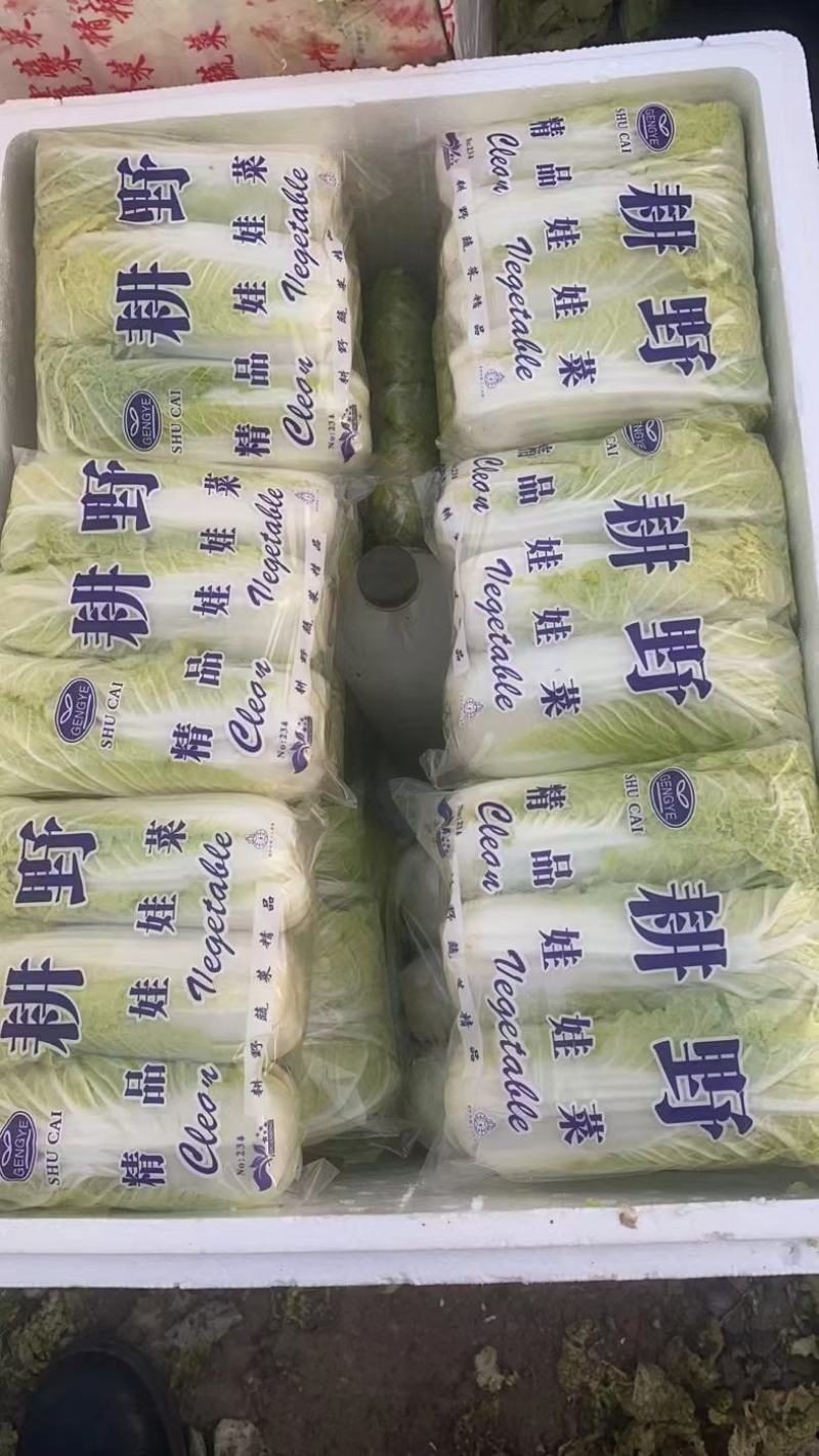黄心娃娃菜，大量上市，质优价廉，欢迎各位前来选购