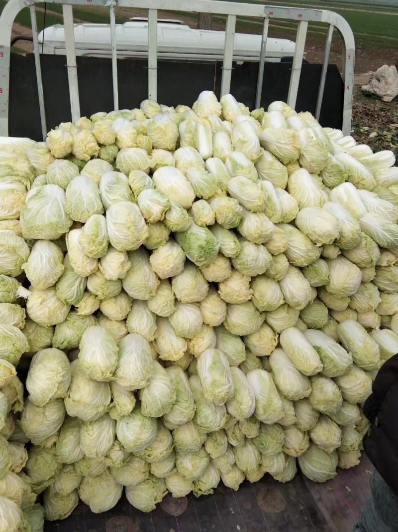 黄心娃娃菜，大量上市，质优价廉，欢迎各位前来选购