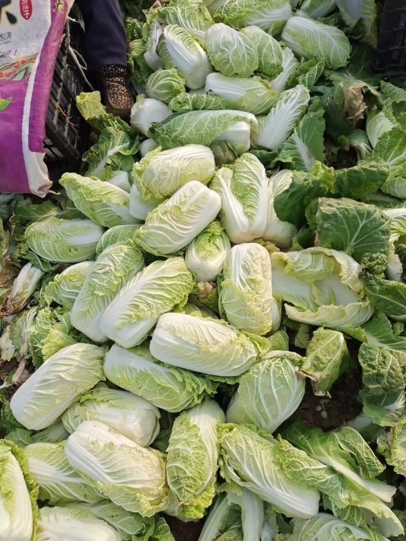 黄心娃娃菜，大量上市，质优价廉，欢迎各位前来选购