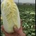 黄心娃娃菜，大量上市，质优价廉，欢迎各位前来选购