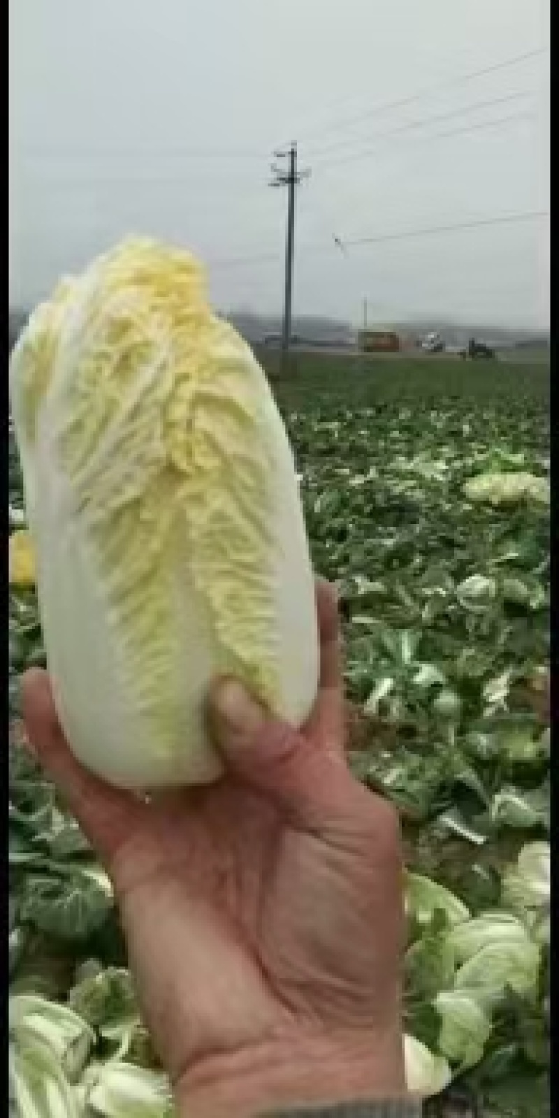 黄心娃娃菜，大量上市，质优价廉，欢迎各位前来选购