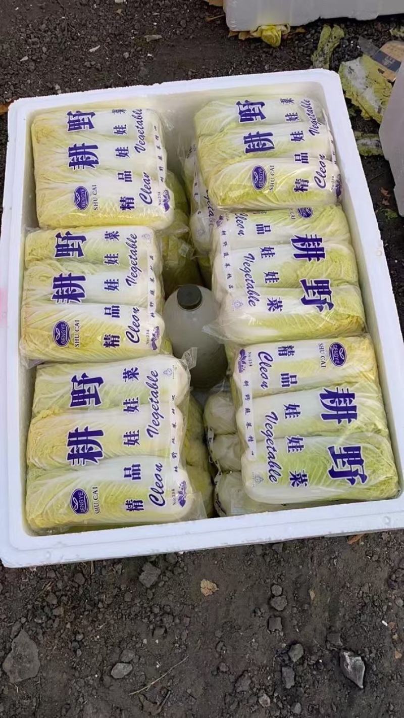 黄心娃娃菜，大量上市，质优价廉，欢迎各位前来选购