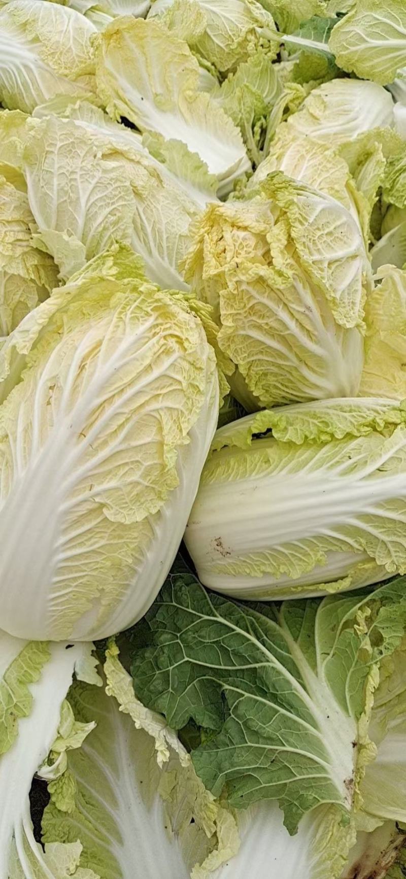 黄心娃娃菜，大量上市，质优价廉，欢迎各位前来选购