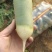 水果萝卜青萝卜大量供应山东肥城，山东济南里外青萝卜