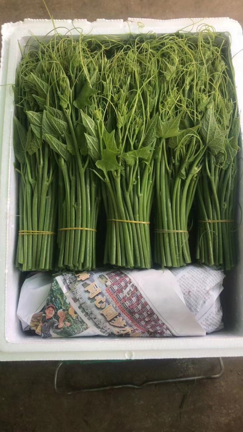 贵州精品佛手瓜种苗，龙须菜种苗，个个出芽，成活率高