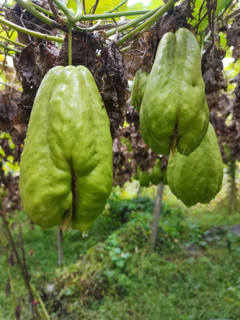 贵州精品佛手瓜种苗，龙须菜种苗，个个出芽，成活率高