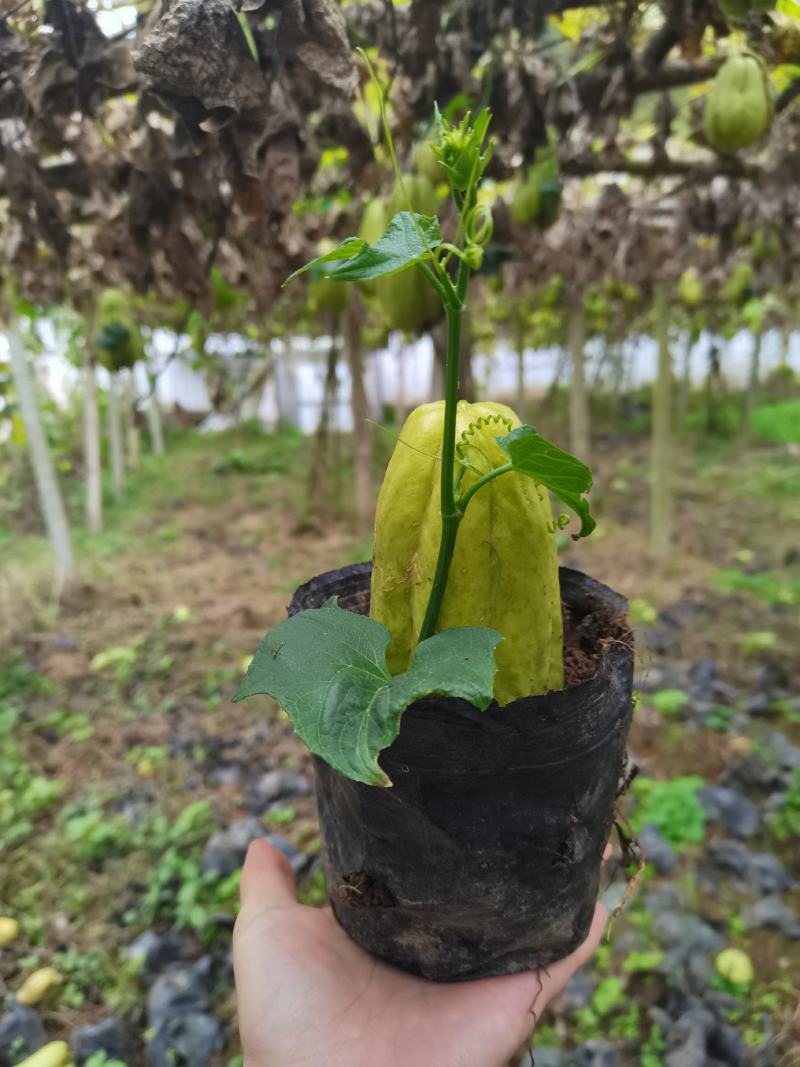 贵州精品佛手瓜种苗，龙须菜种苗，个个出芽，成活率高