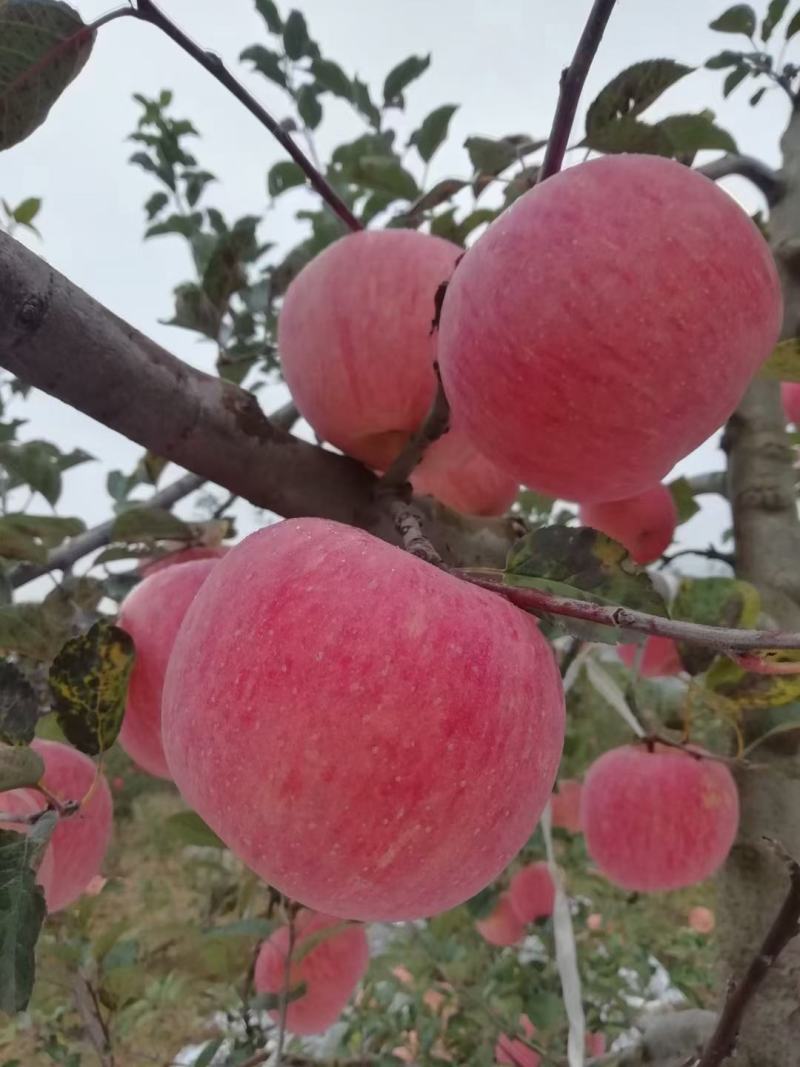 量大从优