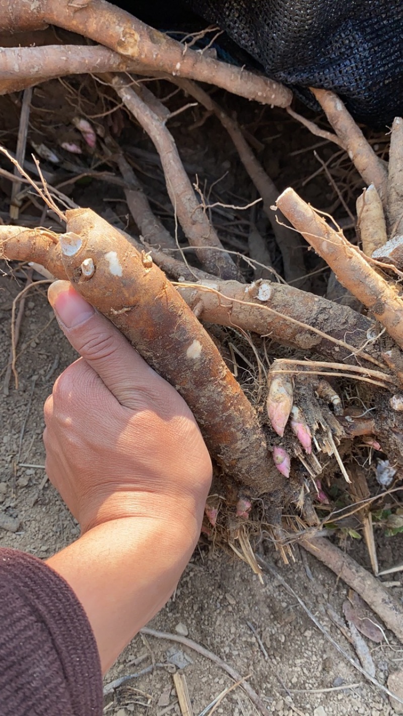【包邮】【推荐】精品白芍芽，观赏药用打造花海，包回收量大从优
