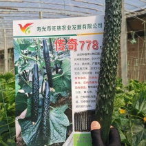 传奇778强雌油亮加价收购的黄瓜种子高产抗病