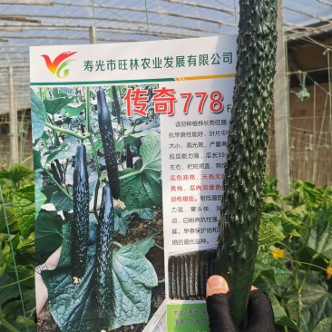 传奇778强雌油亮加价收购的黄瓜种子高产抗病