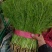 精品茴香25－30cm货源充足，保质保量！产地直发