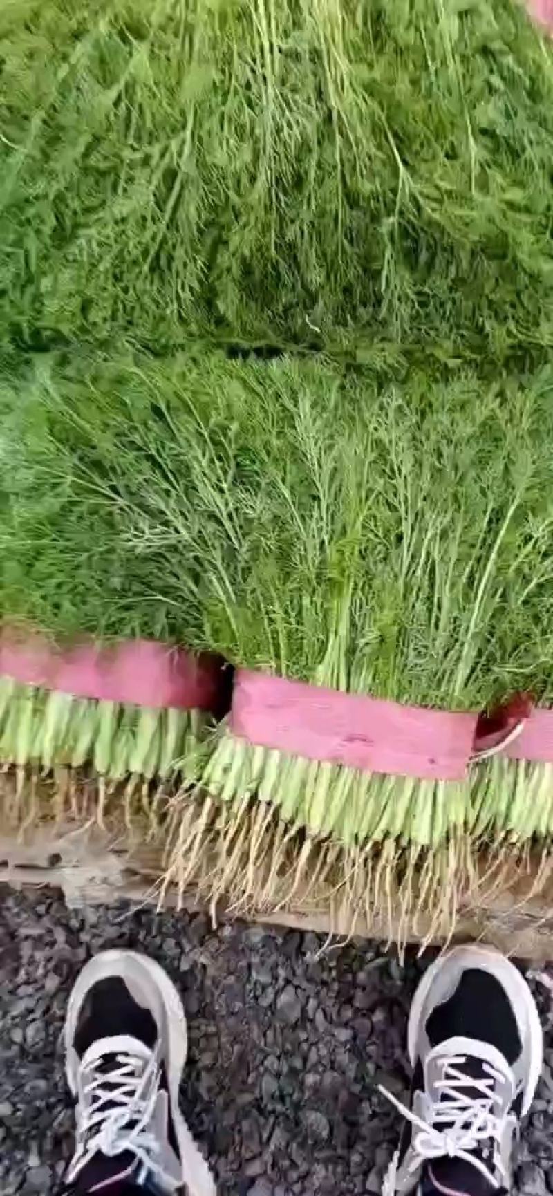 精品茴香25－30cm货源充足，保质保量！产地直发