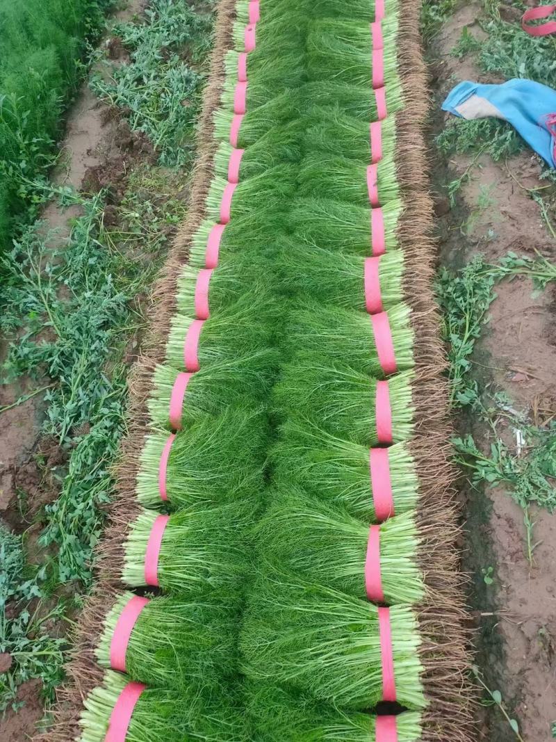 精品茴香25－30cm货源充足，保质保量！产地直发