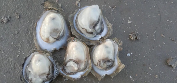摊主热情地为顾客介绍不同口味的烤生蚝 烤生蚝摊主与顾客互动