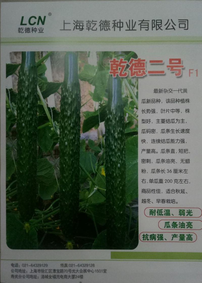 乾德二号越冬黄瓜短把密刺耐低温弱光产量高抗病强