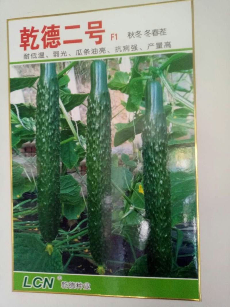 乾德二号越冬黄瓜短把密刺耐低温弱光产量高抗病强