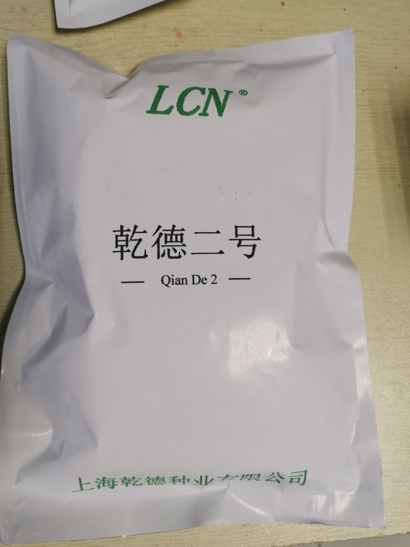 乾德二号越冬黄瓜短把密刺耐低温弱光产量高抗病强