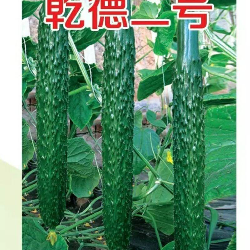 乾德二号越冬黄瓜短把密刺耐低温弱光产量高抗病强