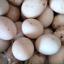 新鲜美州番鸭蛋，食用，新鲜番鸭蛋，番鸭蛋，红头鸭蛋