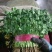精品大棚大叶香菜质量保证一手货源视频看货