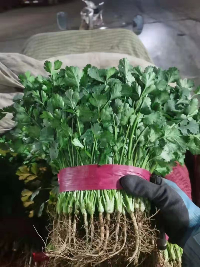 精品大棚大叶香菜质量保证一手货源视频看货