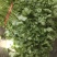 精品大棚大叶香菜质量保证一手货源视频看货