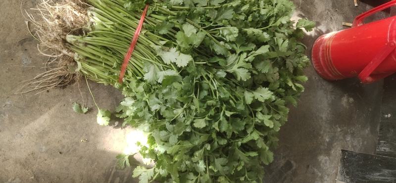 精品大棚大叶香菜质量保证一手货源视频看货