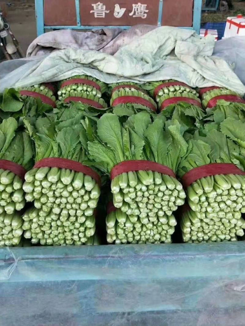 青梗小白菜产地直销万亩叶菜基地欢迎你的到来