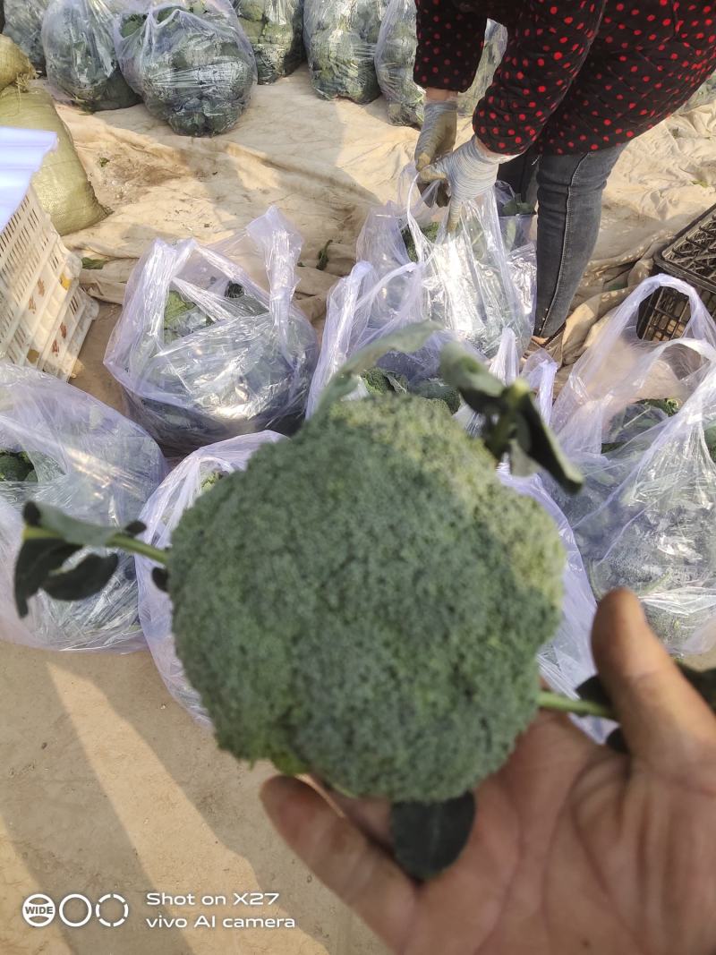 精品西蓝花小米粒，货源充足，产地直供！保质保量