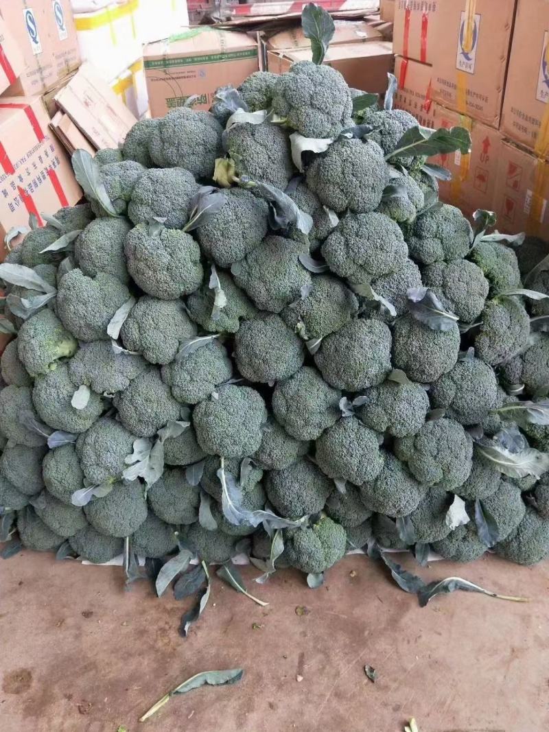 精品西蓝花小米粒，货源充足，产地直供！保质保量